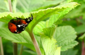 photo "ladybug" tags: nature, insect