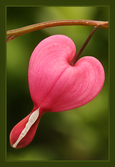 фото "Признание в любви" метки: макро и крупный план, природа, цветы