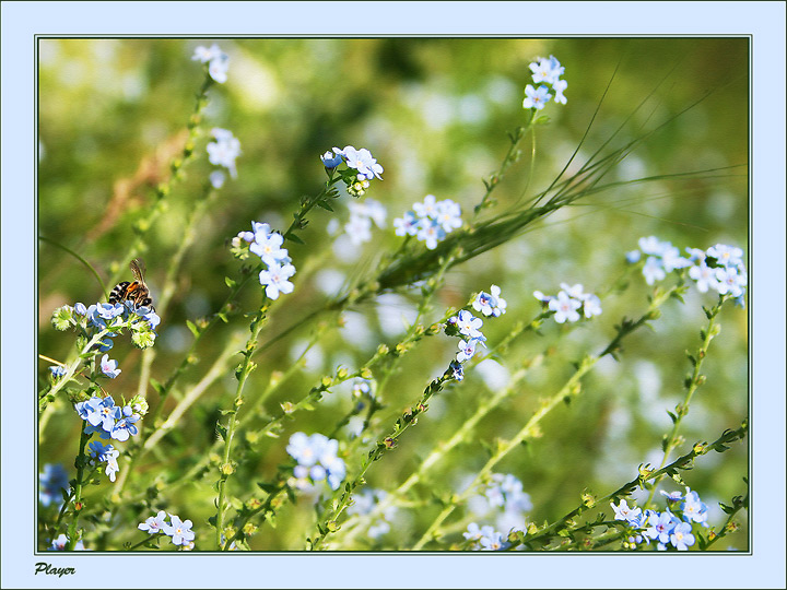 photo "***" tags: nature, landscape, flowers, spring