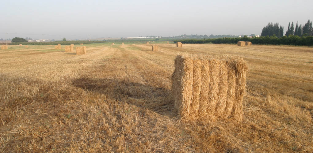 photo "Stacks" tags: landscape, summer