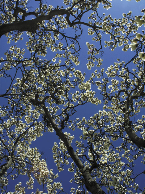 photo "Spring's Color" tags: nature, 
