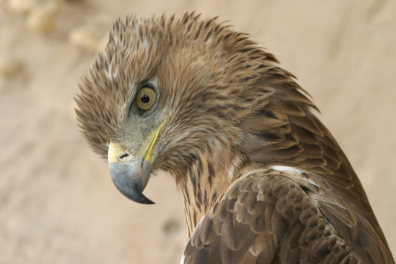 photo "Master of Atlas Mountains" tags: nature, travel, Africa, wild animals