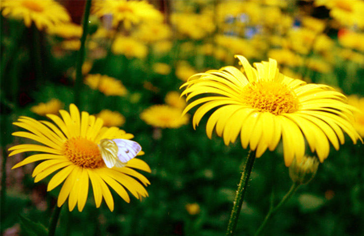 photo "Camomiles" tags: nature, macro and close-up, flowers