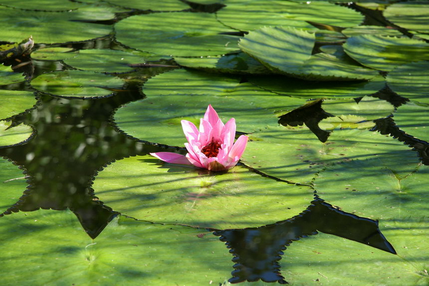 photo "Pink Lilac" tags: nature, flowers