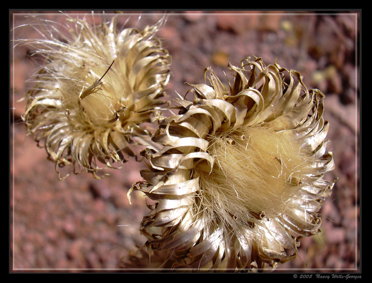 фото "sun dried" метки: природа, цветы