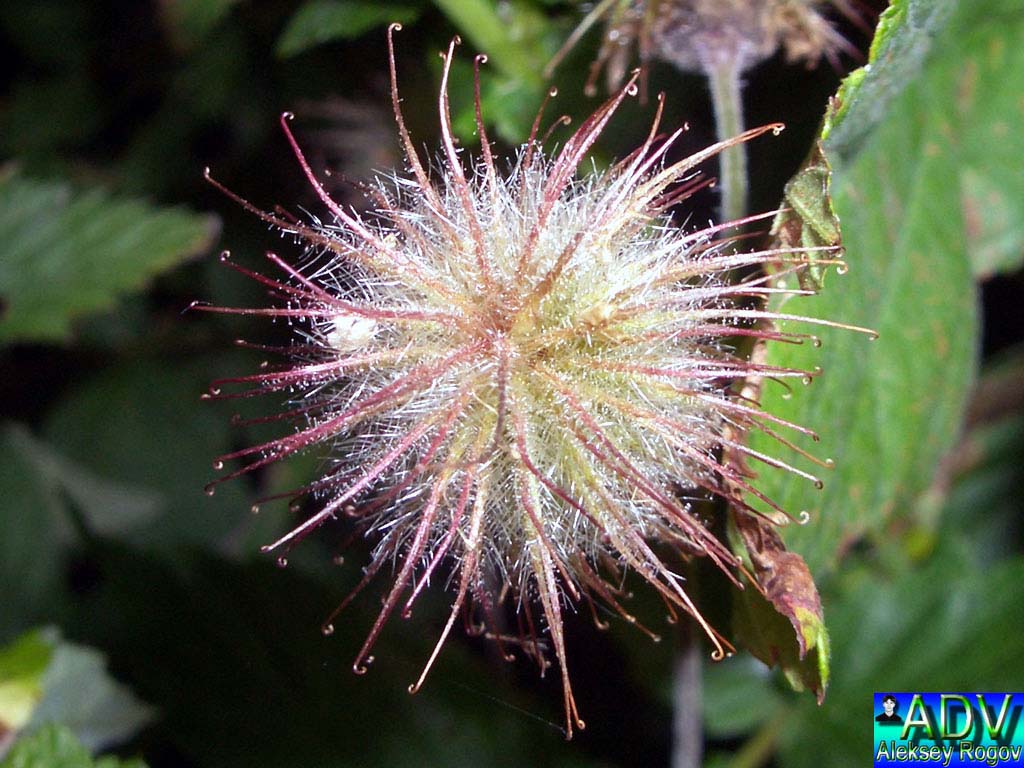 photo "feathery flower" tags: misc., 