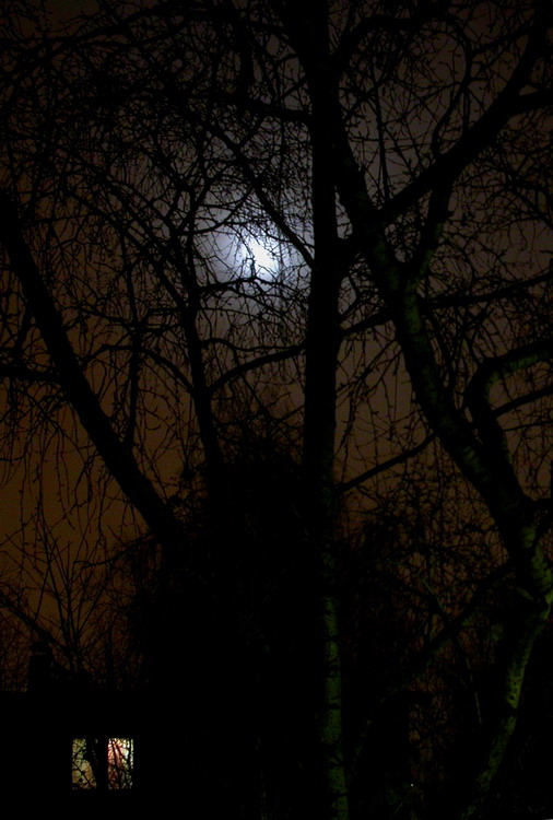 фото "Луна запуталась в ветвях ..." метки: пейзаж, ночь