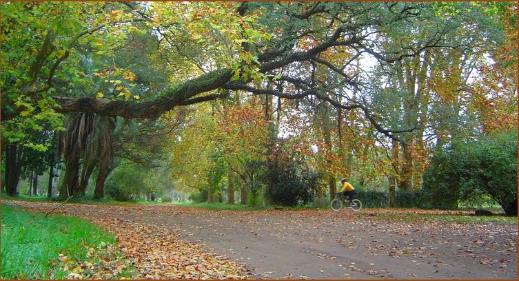 фото "crossing the park..." метки: пейзаж, лес, осень