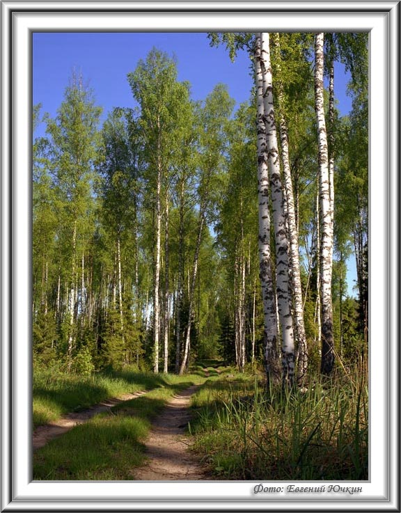 фото "Русские красавицы" метки: пейзаж, весна, лес