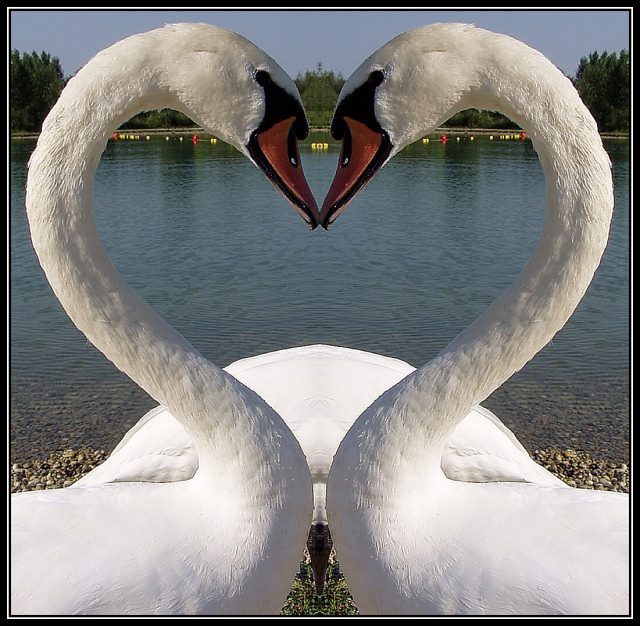 фото "Heart" метки: природа, 