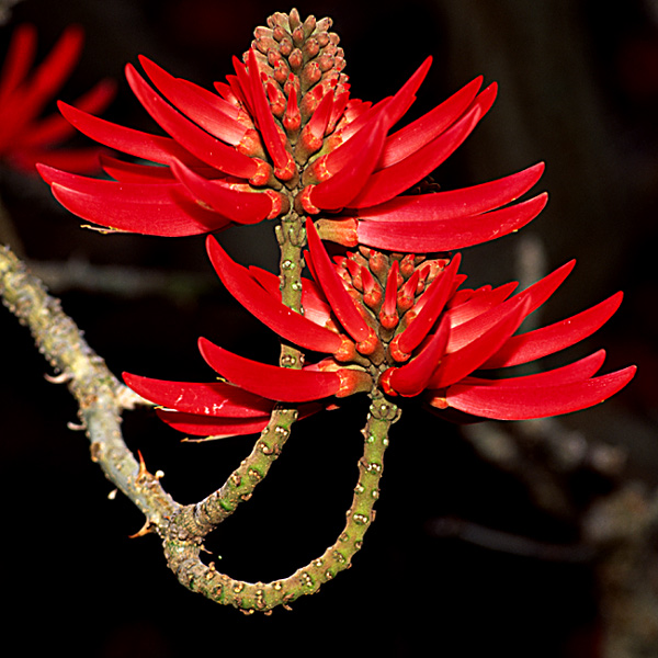 photo "Red Candelabra" tags: nature, flowers