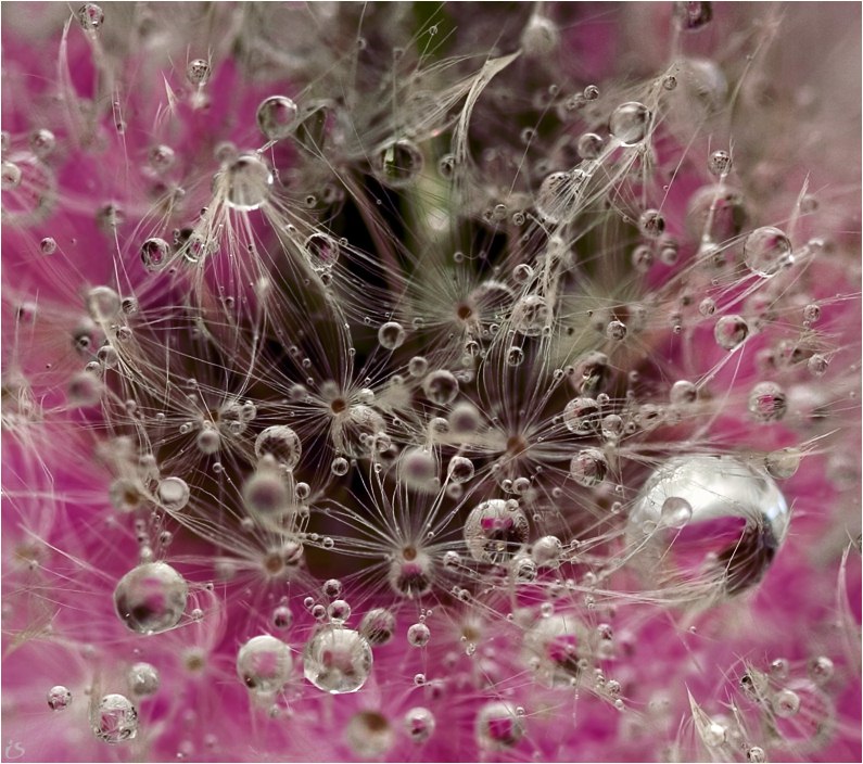 фото "молекулы" метки: макро и крупный план, природа, цветы