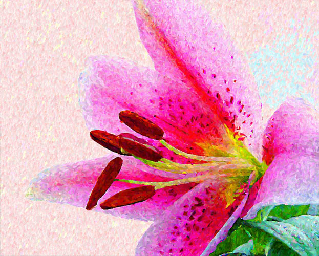 photo "Large Pink Lily" tags: nature, montage, flowers