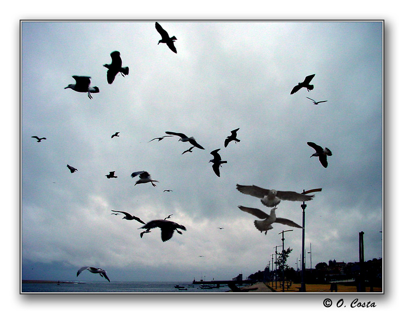 photo "Seagulls in earth ..." tags: nature, landscape, clouds, wild animals