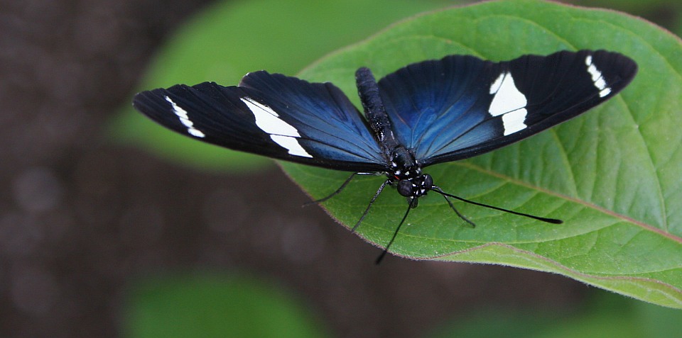 фото "Blue on black" метки: природа, насекомое