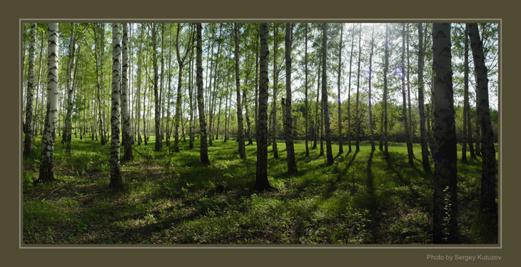 фото "Березовая раща" метки: пейзаж, весна, лес
