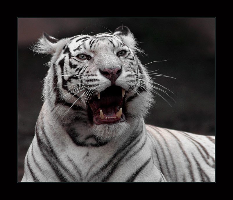 фото "White Tiger" метки: природа, дикие животные