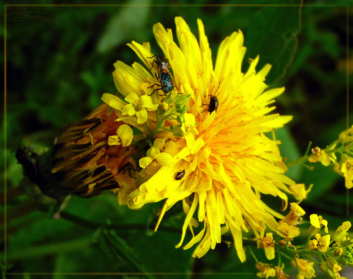 photo "Small life." tags: nature, macro and close-up, flowers