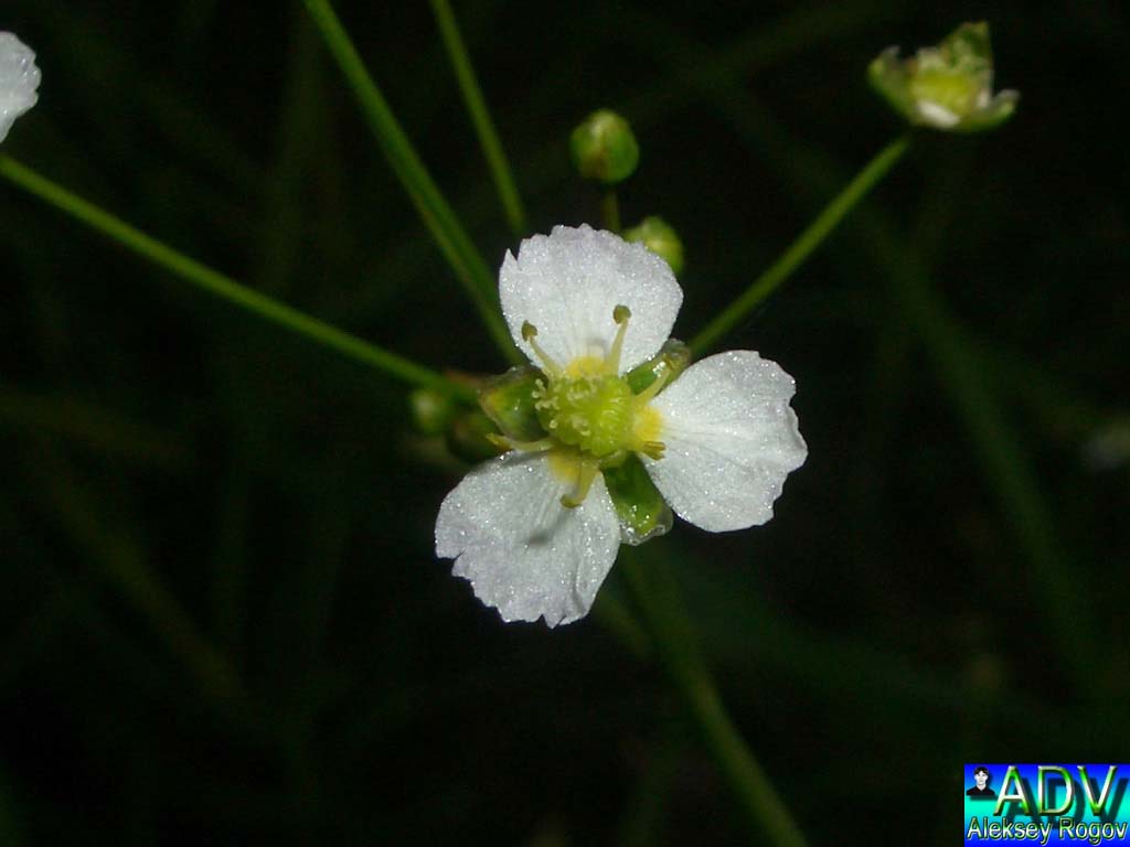 photo "White Flower" tags: nature, flowers