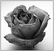 photo "Rose" tags: misc., 