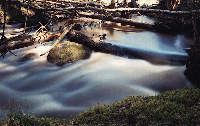 photo "***" tags: misc., landscape, forest