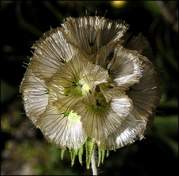 photo "ORIGAMI" tags: nature, macro and close-up, flowers