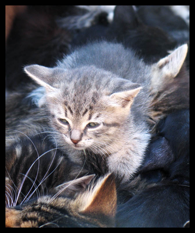 photo "Destiny of a kitten" tags: nature, pets/farm animals