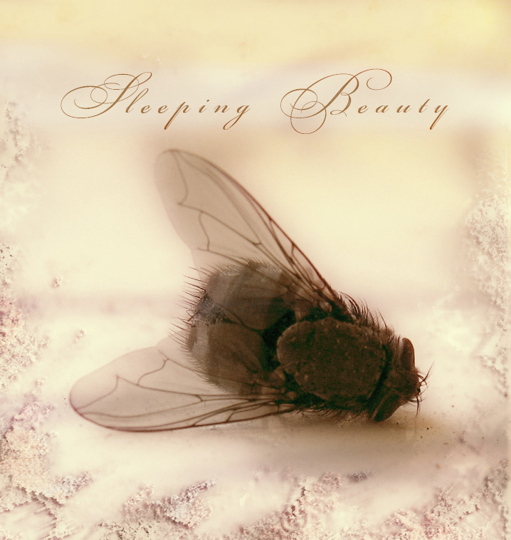 photo "Sleeping Beauty" tags: genre, misc., 