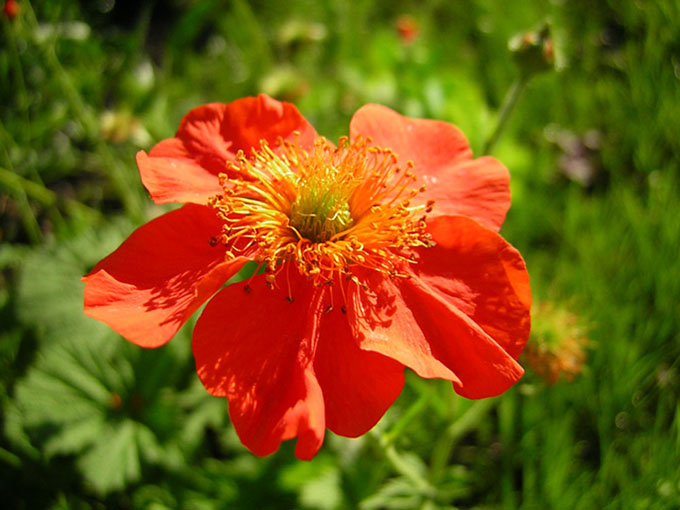 фото "just flower" метки: макро и крупный план, природа, цветы