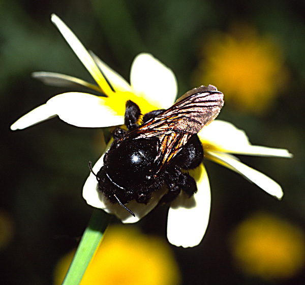фото "Bumblebee on a flower" метки: природа, цветы