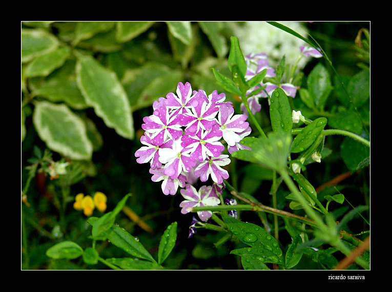 фото "flower" метки: природа, цветы