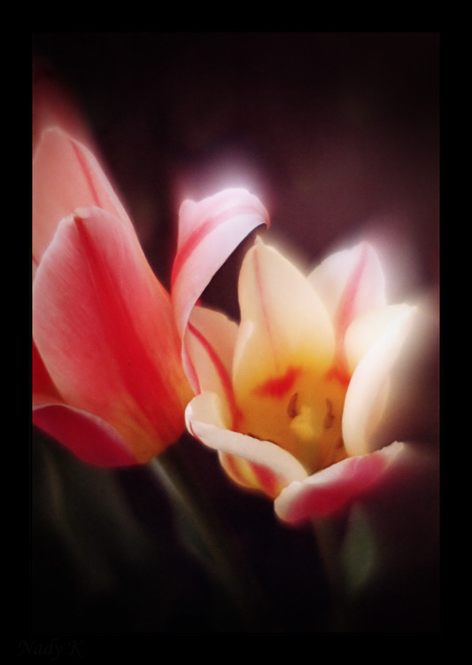 photo "About a two, lost the way in night..." tags: nature, flowers