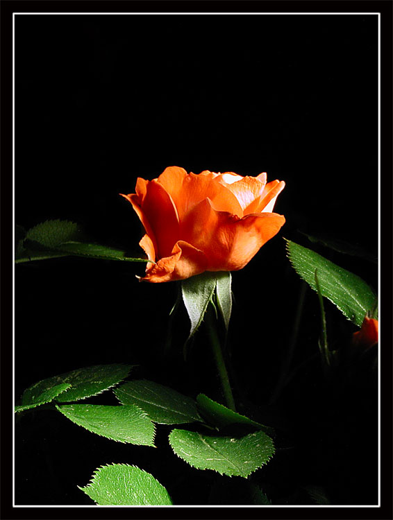photo "Rose" tags: still life, macro and close-up, 