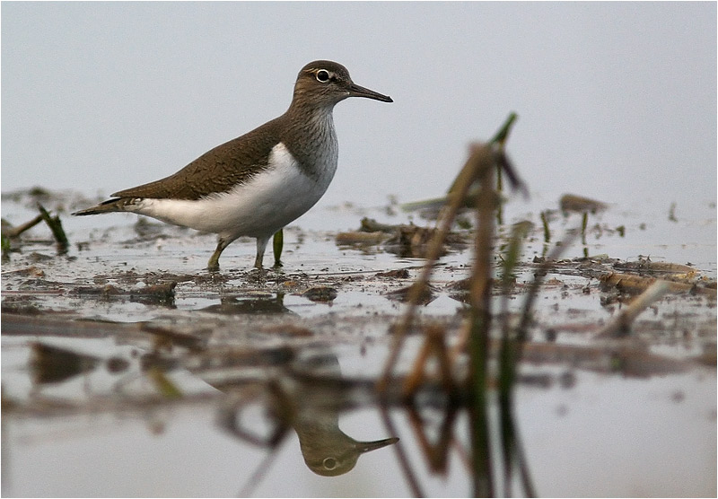 photo "Common Sandpiper" tags: nature, wild animals