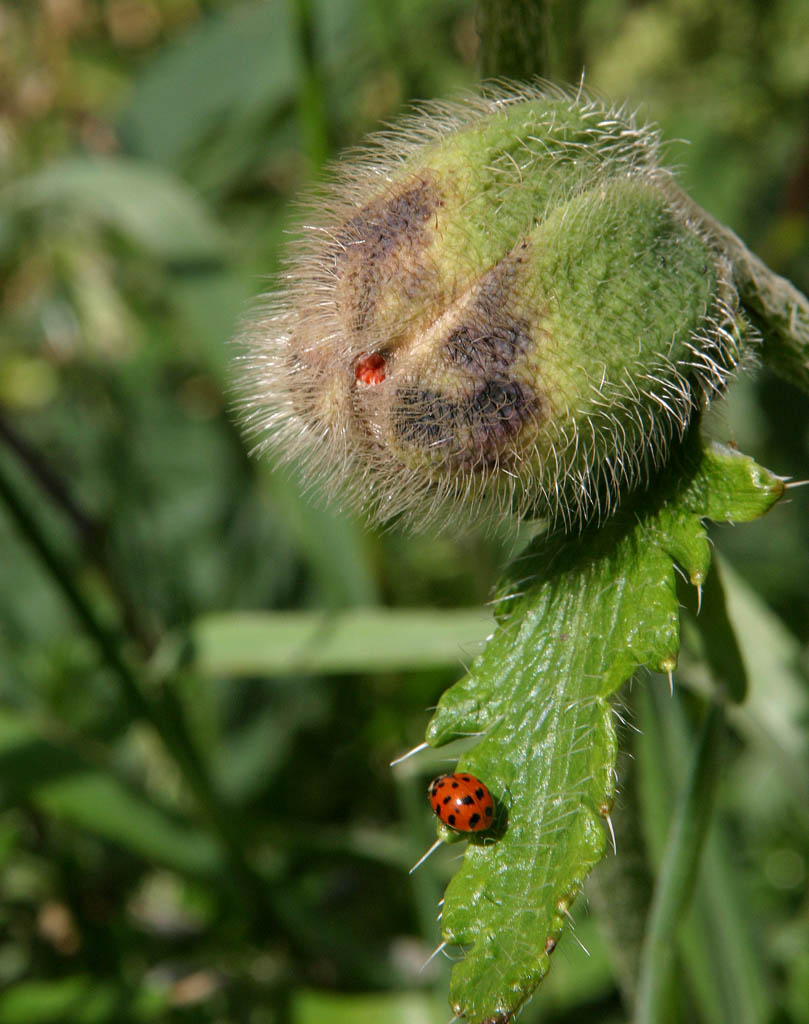 photo "Beauty And The Beast" tags: nature, flowers, insect