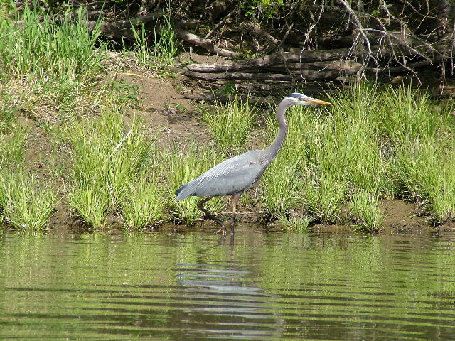 photo "Great Blue Hunter" tags: nature, landscape, water, wild animals