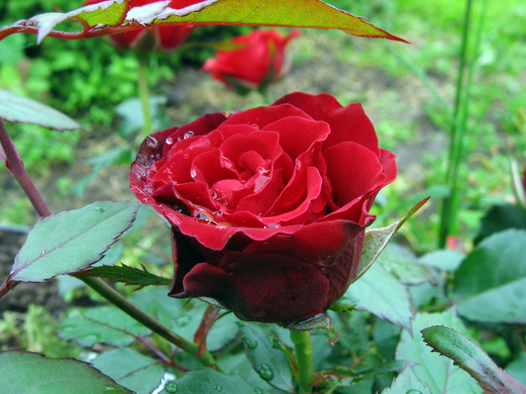 photo "Rose after the rain" tags: nature, flowers