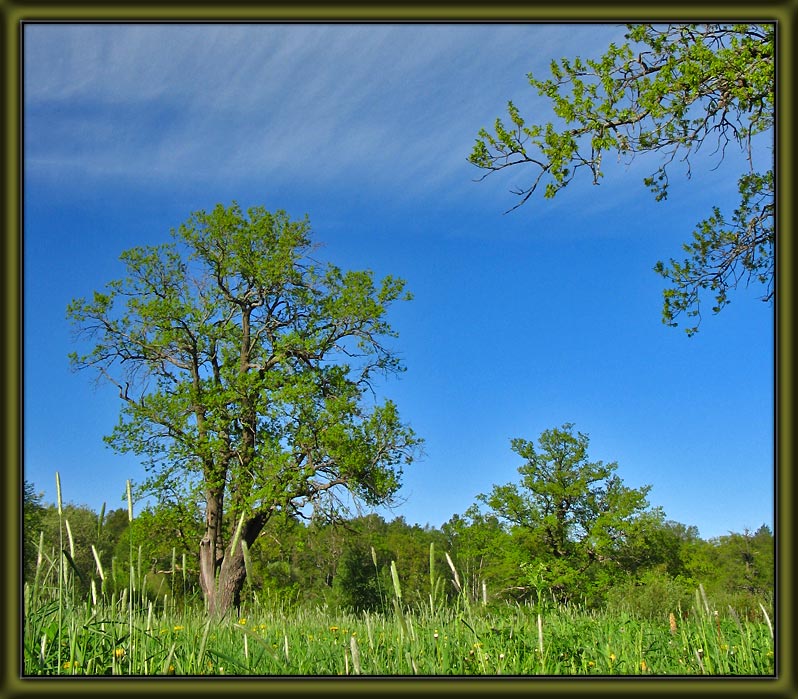 photo "Sunny day" tags: landscape, portrait, spring