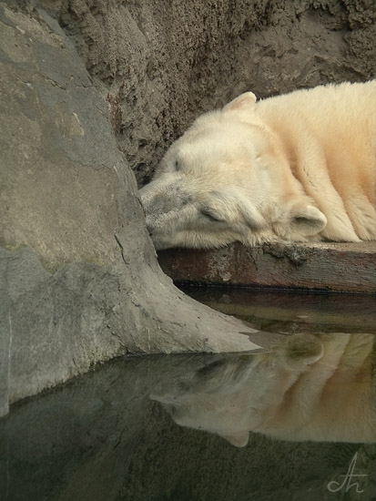 photo "Snowy dream" tags: nature, wild animals