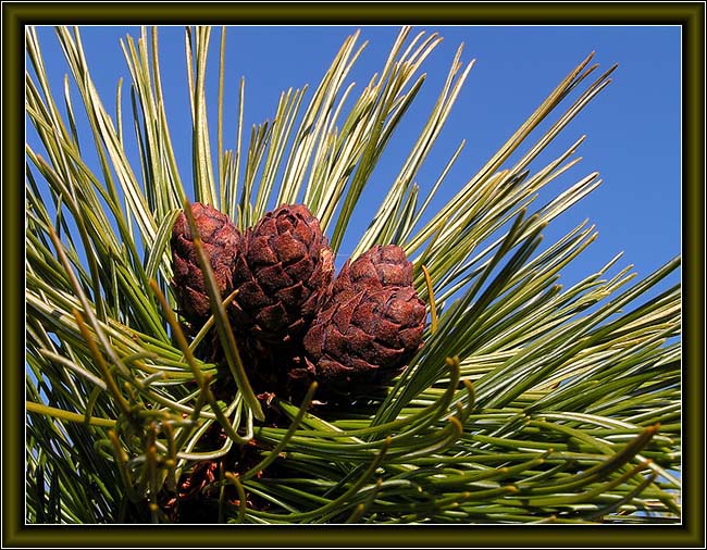 photo "A Cedar Family" tags: macro and close-up, nature, flowers