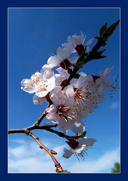 photo "Apricot Spring" tags: nature, macro and close-up, flowers