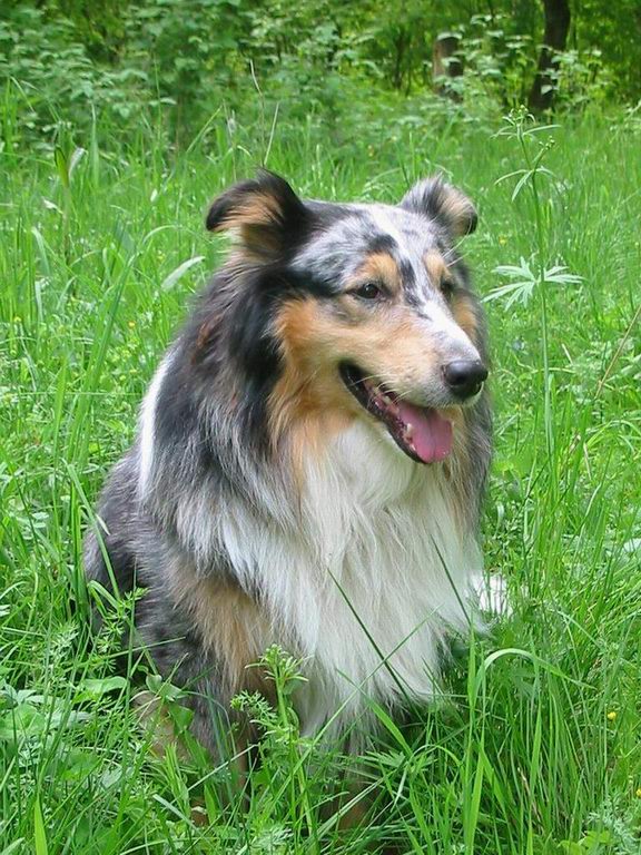 photo "High grass and small dog" tags: nature, pets/farm animals