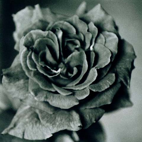 photo "Black Rose." tags: macro and close-up, black&white, 