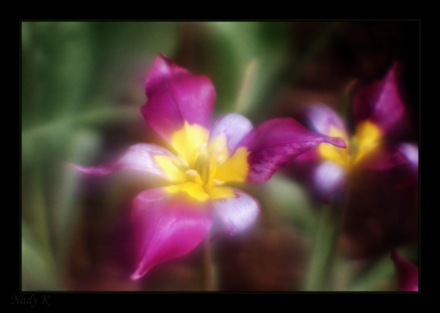 photo "I am a beauty?.. The darling, tell, I am a beauty?" tags: nature, flowers