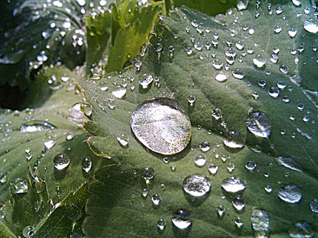 фото "Drop" метки: природа, 