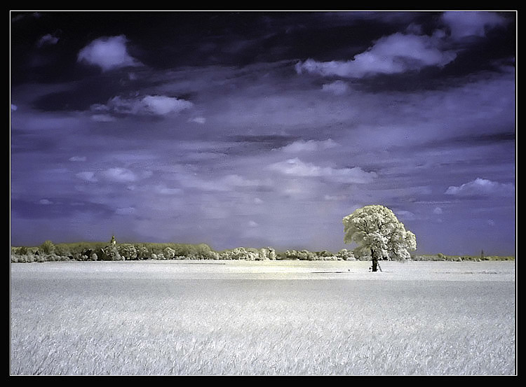 photo "the see of grass" tags: landscape, 