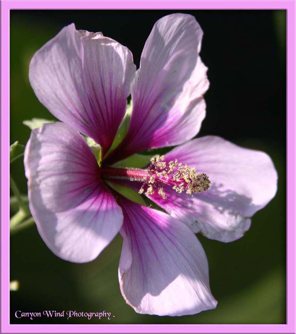 photo "Fleur !" tags: macro and close-up, nature, flowers