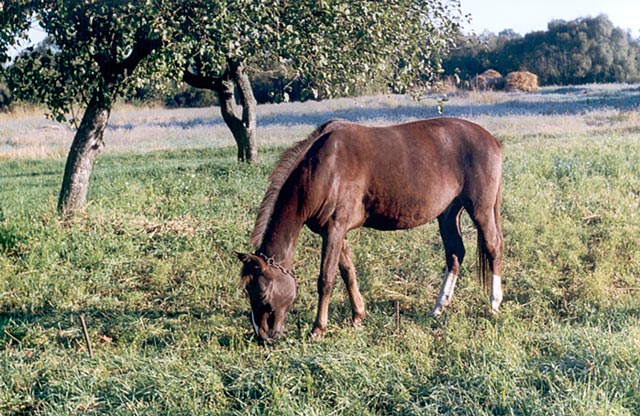 photo "Morning" tags: landscape, nature, autumn, pets/farm animals