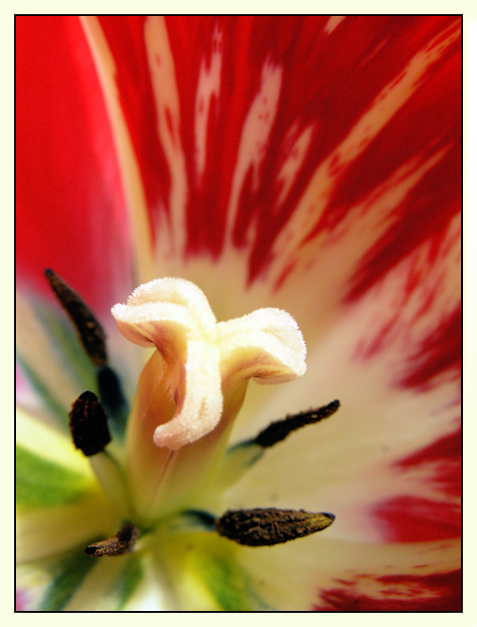 photo "Tulipa" tags: nature, macro and close-up, flowers