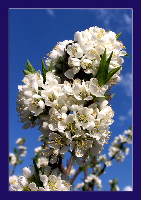 photo "The cloud on the Earth" tags: macro and close-up, nature, flowers